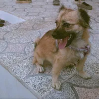 پامرین