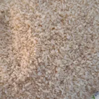 فروش نیم دانه هاشمی