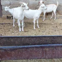 بز کهره سانن|حیوانات مزرعه|جهرم, |دیوار