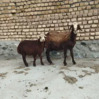 گاو میش بره دار عروس فریمان