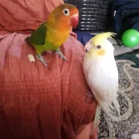 کوتوله برزیلی نیمه دستی