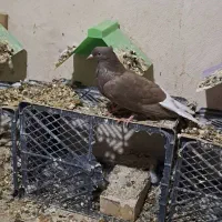 کبوتر|پرنده|رامشیر, |دیوار