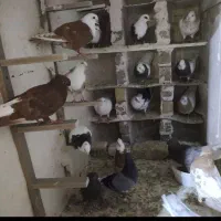 کبوتر  رنگه