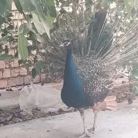 طاووس