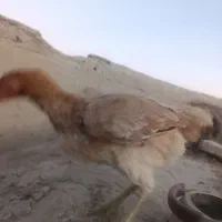 مرغ محلی|حیوانات مزرعه|هامون, |دیوار