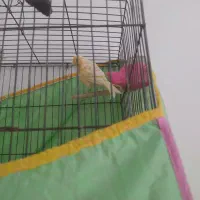 قناری ماده طلا