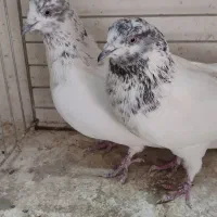 ۷جفت کفتر بی نظیر همچی تموم|پرنده|سیرجان, |دیوار