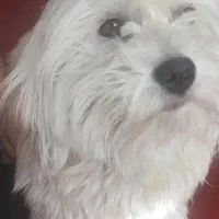 سگ ایشپیتز|سگ|تبریز, |دیوار