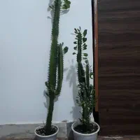 افوربیای قرمز وسبز|گل و گیاه طبیعی|رشت, نخودچر|دیوار