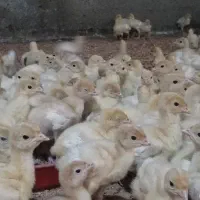 جوجه بوقلمون 5 روزه بیوتی6