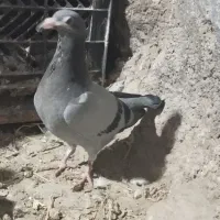 دوبر بالا و یه جفت نر و ماده مرغ کرچ خریدارم