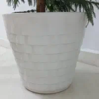 دوعددگلدون بزرگ