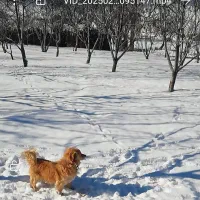 واگذاری سگ پا کوتاه نر|سگ|سقز, |دیوار