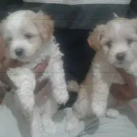 توله یورگ شایر تریر