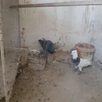 دوکت هفت رنگ .طوقی.دورگ|پرنده|فولادشهر, C3|دیوار