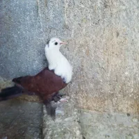 کلاغ کربلایی کرباتی سرخ ساده مگسی روشن