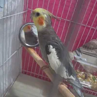 گم‌شده  عروس هلندی|حیوانات|گلبهار, شهر جدید گلبهار|دیوار