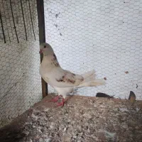 فروش یک جفت کبوتر پرشی