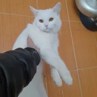 گربه گم شده