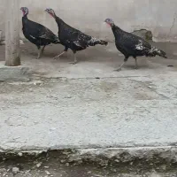 بوقلمو ماده