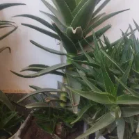 گل طبیعی|گل و گیاه طبیعی|شیراز, گویم|دیوار