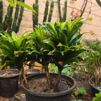 کامپک سانسوریا دم روباهی|گل و گیاه طبیعی|تهران, سلسبیل شمالی|دیوار