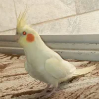 لوتینو زعفرانی