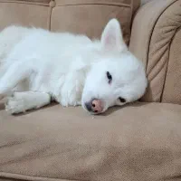 سگ پامر به قیمت|سگ|کرمانشاه, |دیوار