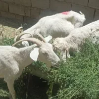 بز سانن سه عدد دو ماه آبستن ‌و یک عدد نری آلپاین