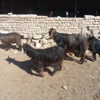 ۲۶راس بز ۲۱راس کهره درشت پارسال