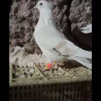 سه عدد پشت دار کاکولی هفت رنگ خوشتیپ