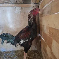 انگشتر لاری