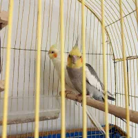 جفت عروس هلندی نر سخنگو
