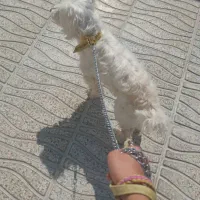 واگذاری|سگ|مرودشت, رامجرد یک|دیوار