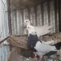 کبوتر