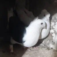 کبوتر کاکلی جفت۶۰۰