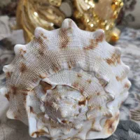 تعدادی دکوری منزل به علت جابجایی|صنایع دستی و سایر لوازم تزئینی|مشهد, خرمشهر|دیوار