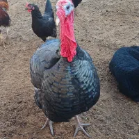 3 عدد بوقلمون|حیوانات مزرعه|مشهد, کلاته تیموری|دیوار