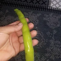 فروش باقلا تر و تازه