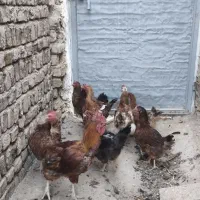 مرغ و خروس|حیوانات مزرعه|محمدیه-قزوین, |دیوار