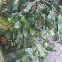 گل منزل فروشی
