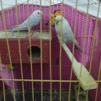 د ن بال کار هستم