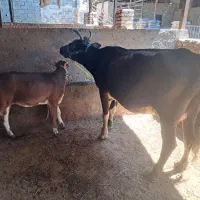 گاو گوساله دار