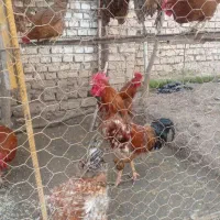 خروس محلی ۶ عدد