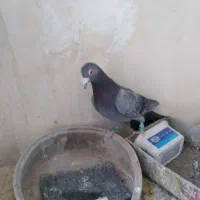 کبوتر پولکی مینا|پرنده|تربتحیدریه, قاسم آباد|دیوار