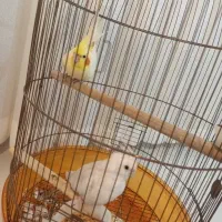 یه جفت عروس هلندی
