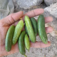 ۱۰۰۰عدد خیارشور.تردوعالی بشرط.۵ماهه میدم|خوردنی و آشامیدنی|شیروان (خراسان), |دیوار