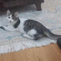 گربه واگذاری|گربه|فردیس, خیام شرقی|دیوار