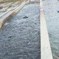 استخدام کارگر پرورش ماهی
