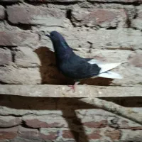 کبوترپرش سنکین|پرنده|چهاربرج, |دیوار